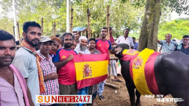 স্পেন-আর্জেন্টিনা ফাইনাল ঘিরে মহিষ ভোজের আয়োজন