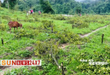 কমলগঞ্জে ১২'শ গাছ কাটল বন বিভাগ