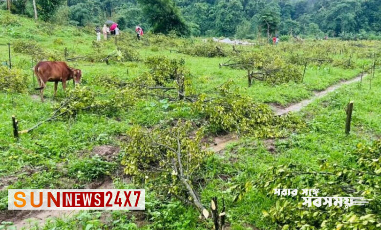 কমলগঞ্জে ১২'শ গাছ কাটল বন বিভাগ