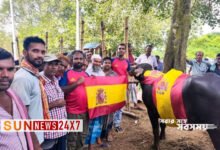 স্পেন-আর্জেন্টিনা ফাইনাল ঘিরে মহিষ ভোজের আয়োজন