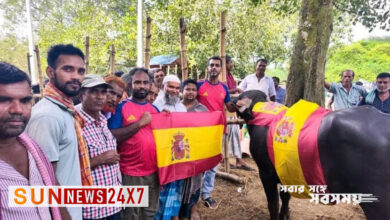 স্পেন-আর্জেন্টিনা ফাইনাল ঘিরে মহিষ ভোজের আয়োজন